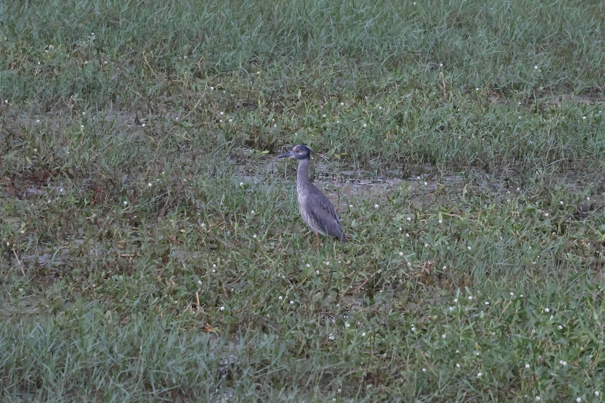 Yellow-crowned Night Heron - ML636661065