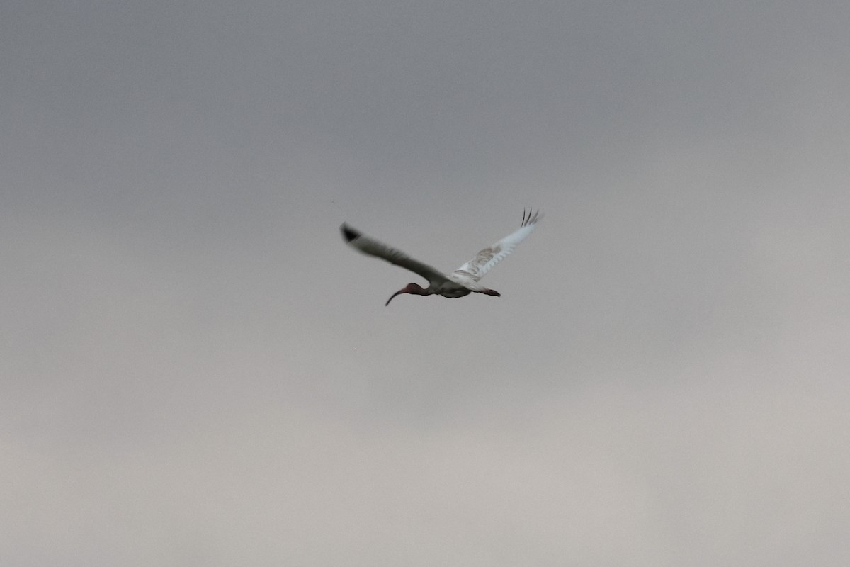 White Ibis - ML636661068