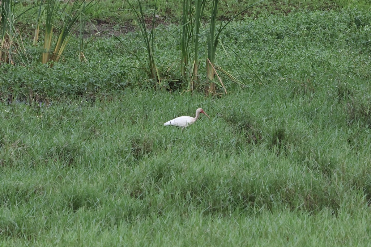 White Ibis - ML636661069