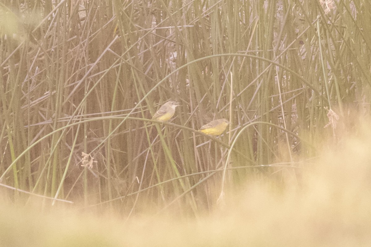 Yellow Chat - ML636661070