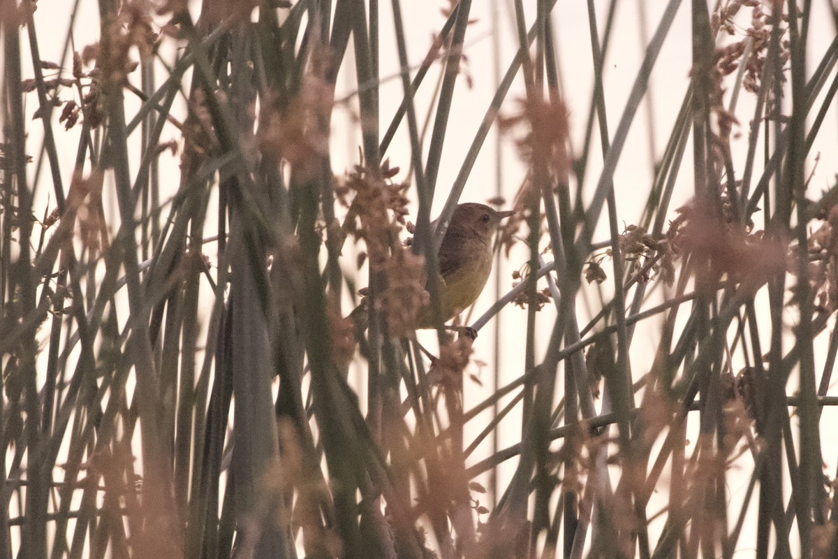 Yellow Chat - ML636661098