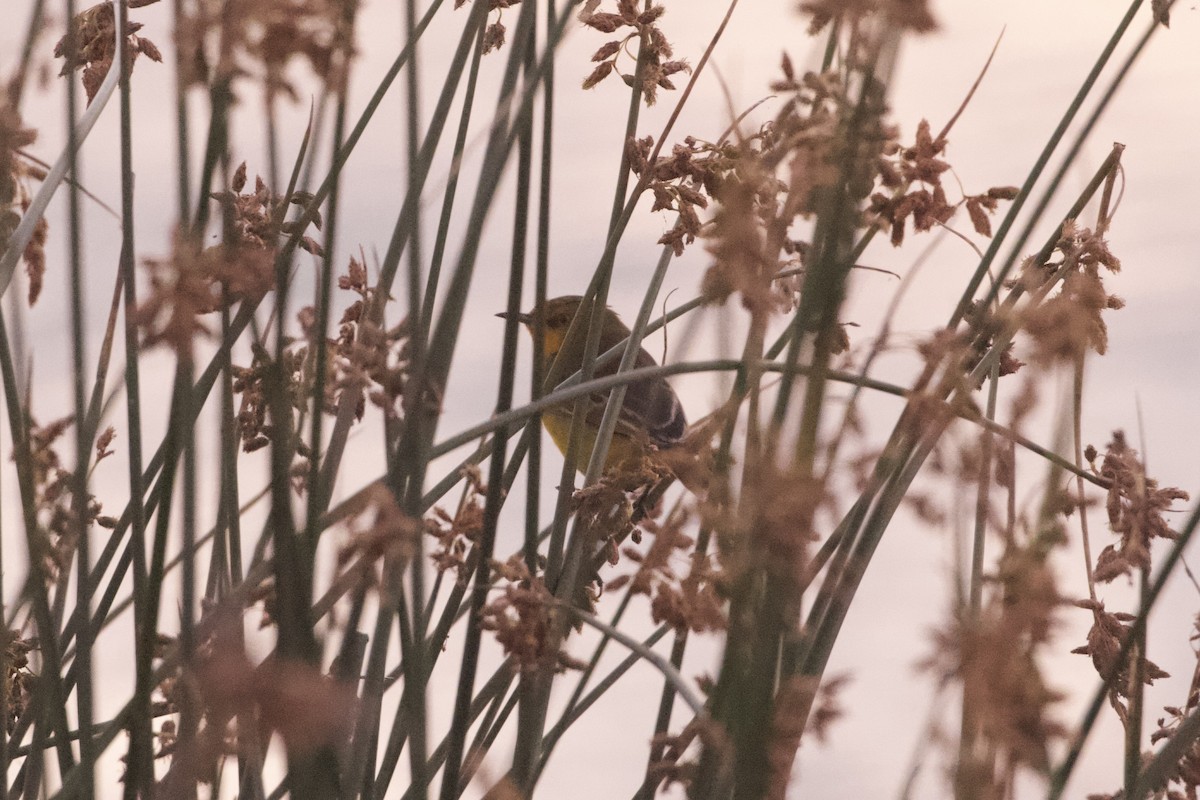 Yellow Chat - ML636661103