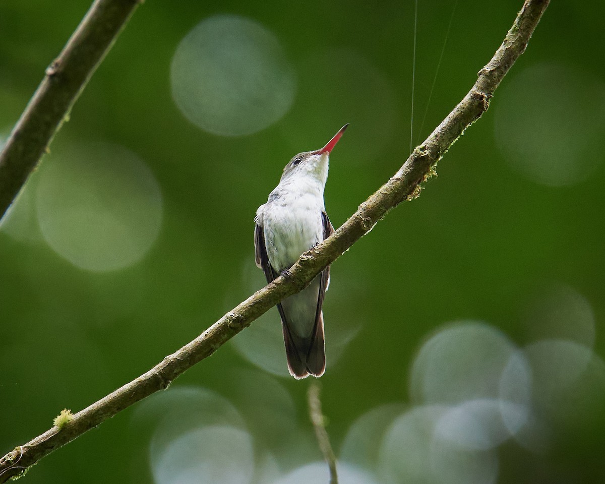 White-bellied Emerald - ML636661110