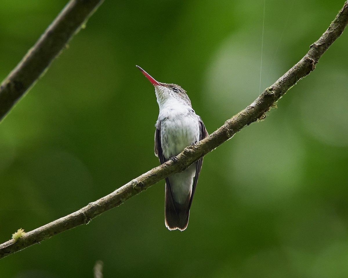 White-bellied Emerald - ML636661111