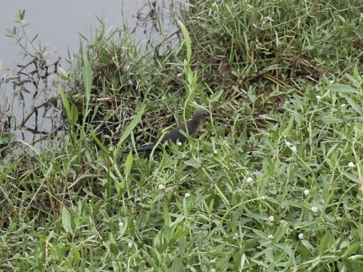 Great-tailed Grackle (Great-tailed) - ML636661115