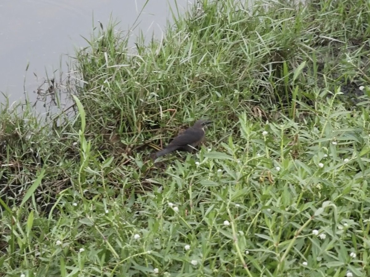 Great-tailed Grackle (Great-tailed) - ML636661116