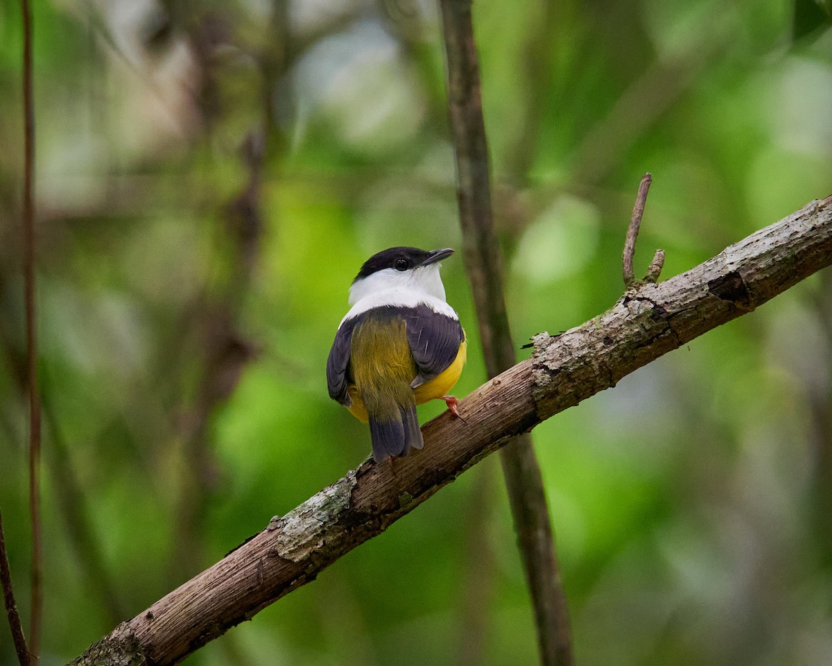 White-collared Manakin - ML636661134