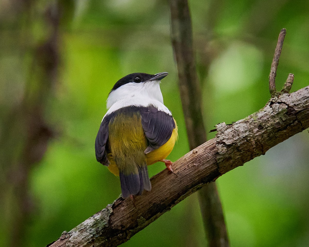 White-collared Manakin - ML636661136