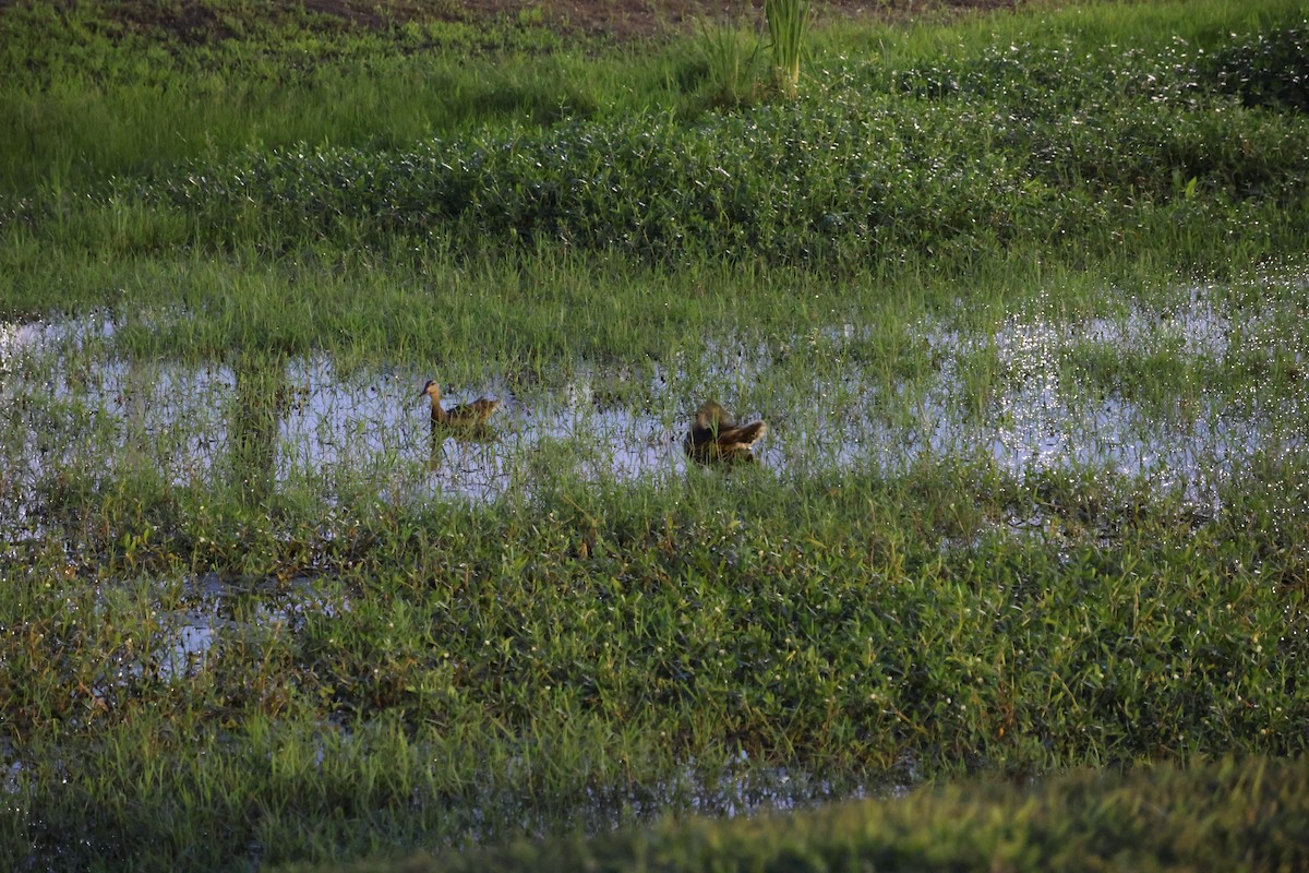 Mottled Duck (Gulf Coast) - ML636661178