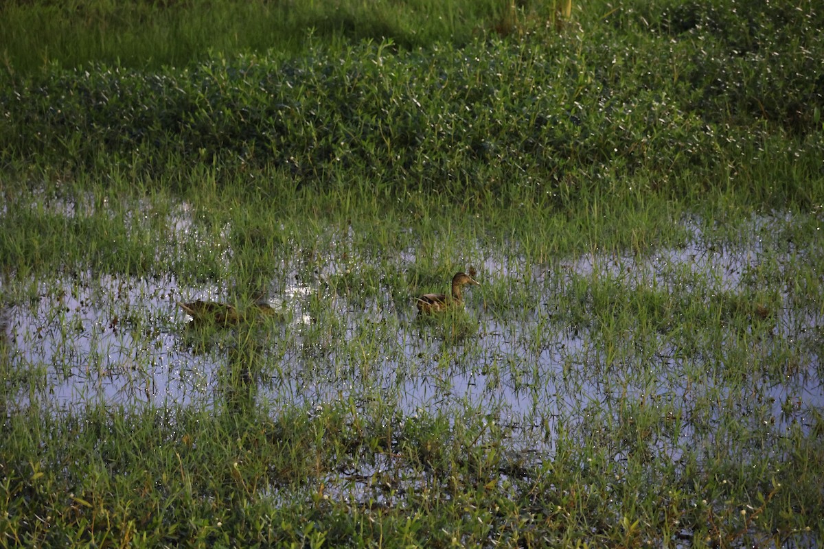 Mottled Duck (Gulf Coast) - ML636661179