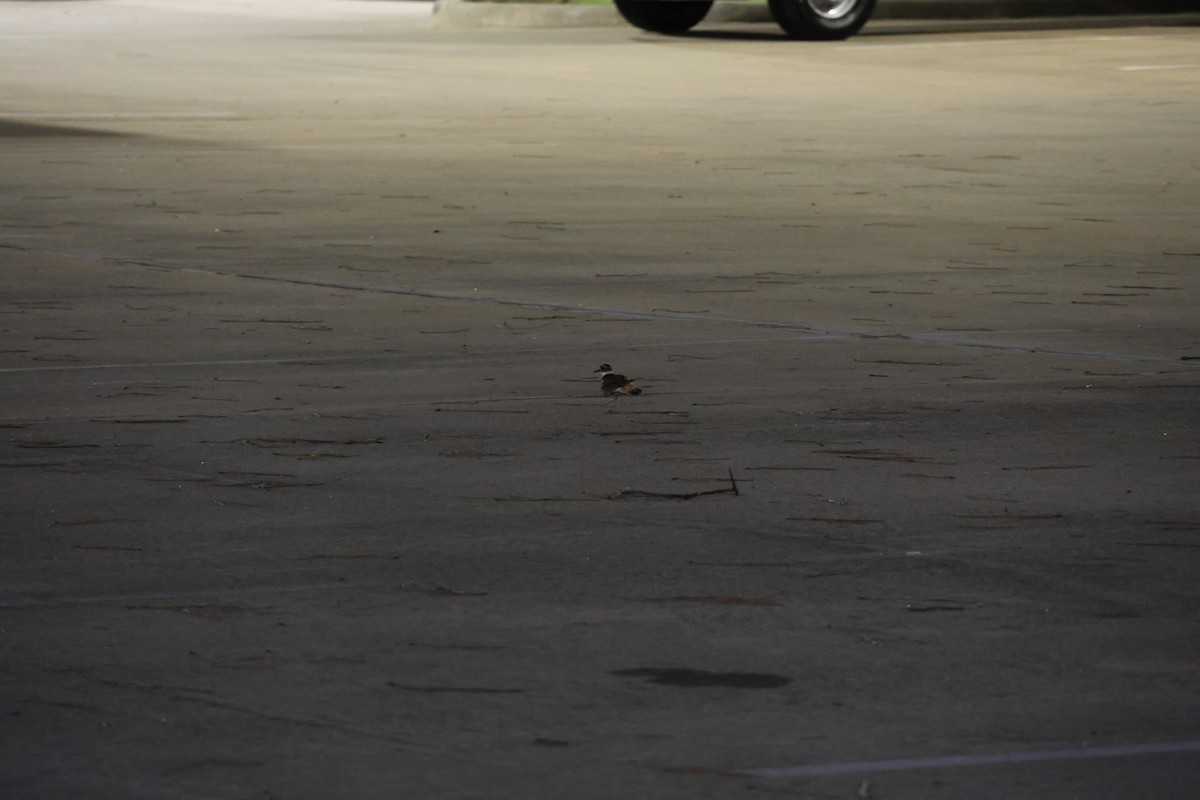 Killdeer - ML636661183