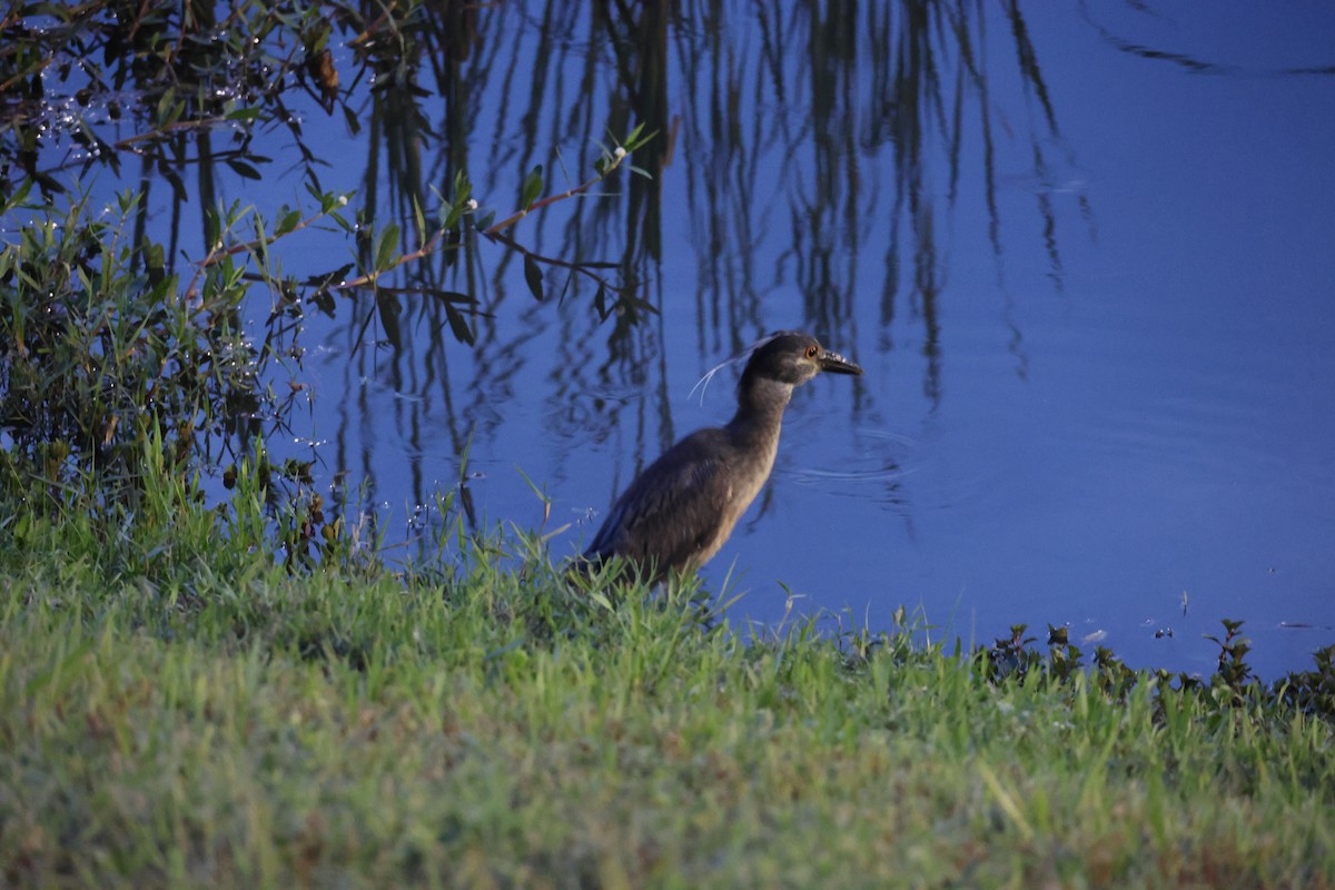 Yellow-crowned Night Heron - ML636661199