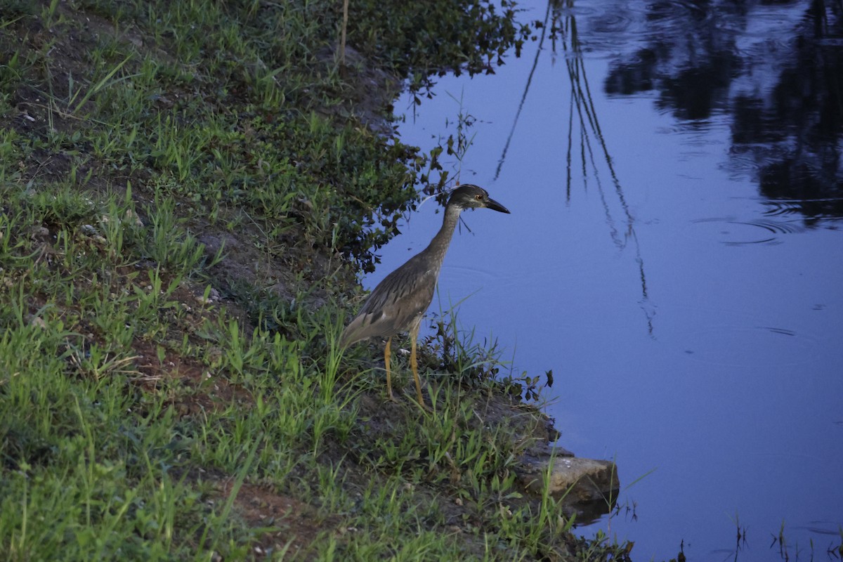 Yellow-crowned Night Heron - ML636661200