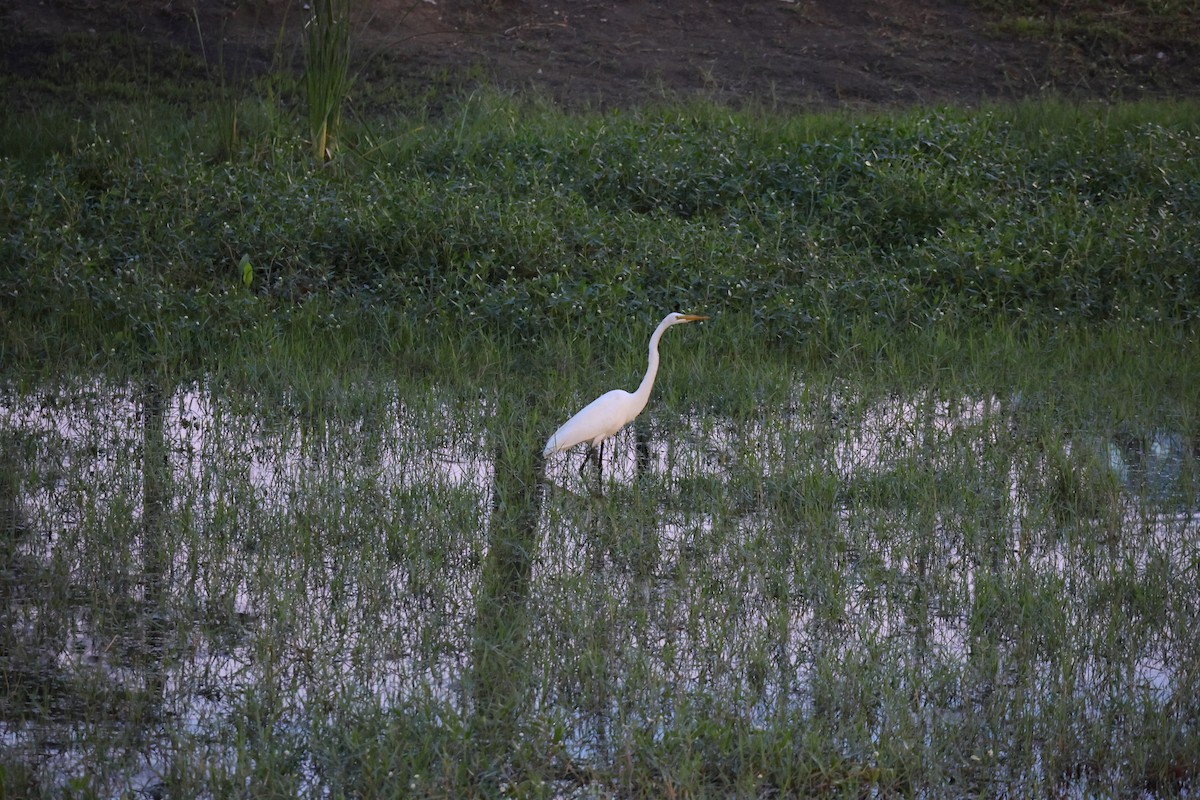 Great Egret - ML636661246