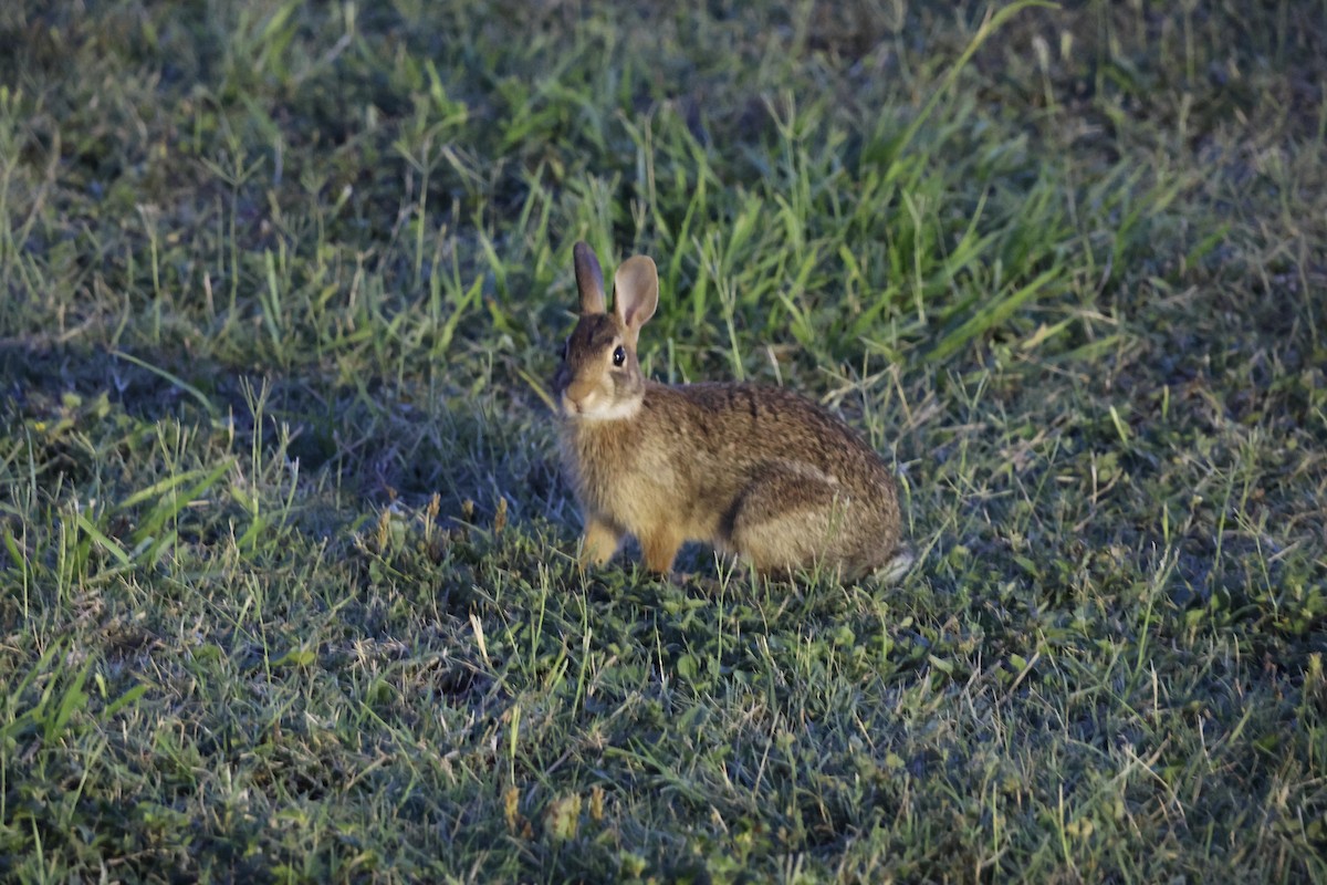 Eastern Cottontail - ML636661259