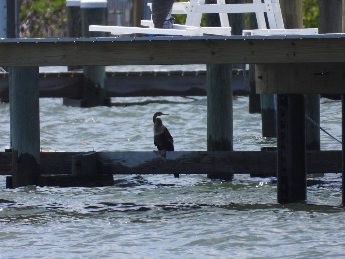 anhinga americká - ML636661344