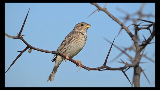 Corn Bunting - ML636661360