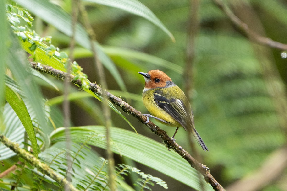 Johnson's Tody-Flycatcher - ML636661364