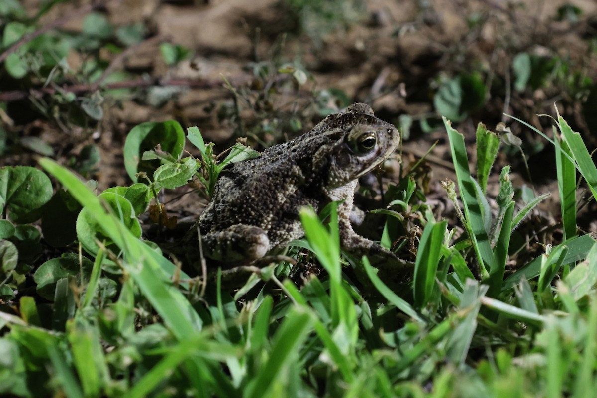 Gulf Coast Toad - ML636661434