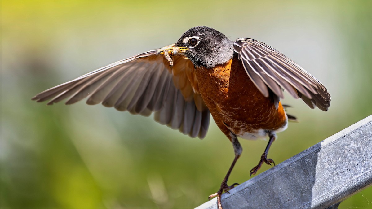 Zozo papargorria - ML636661459