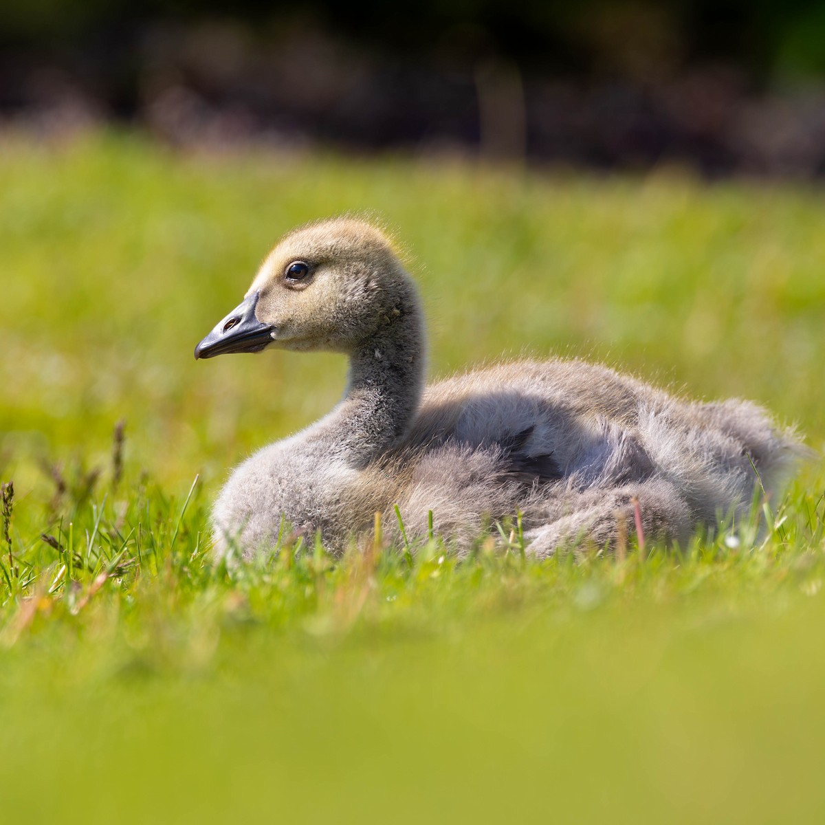Branta kanadar handia - ML636661462