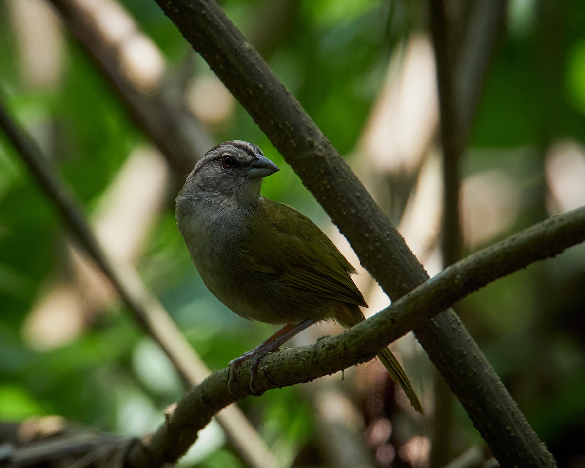 Green-backed Sparrow - ML636661556