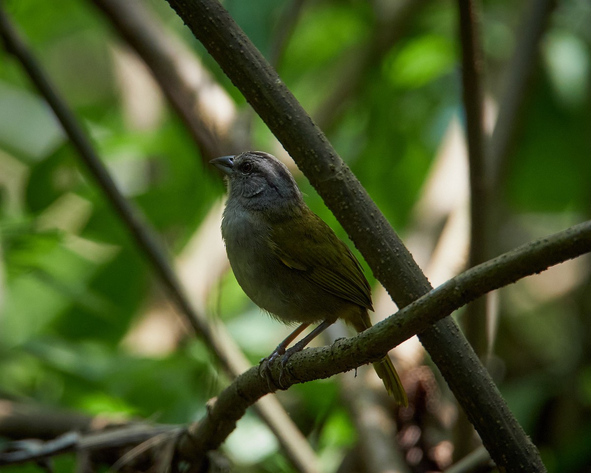 Green-backed Sparrow - ML636661561