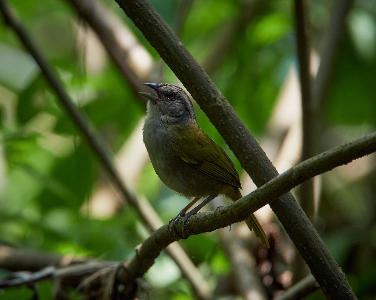 Green-backed Sparrow - ML636661567
