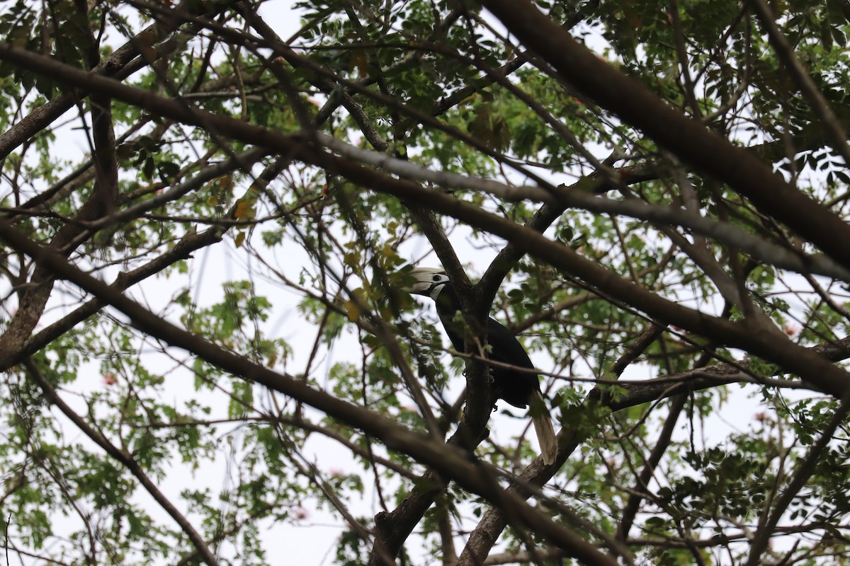 Palawan Hornbill - ML636661580