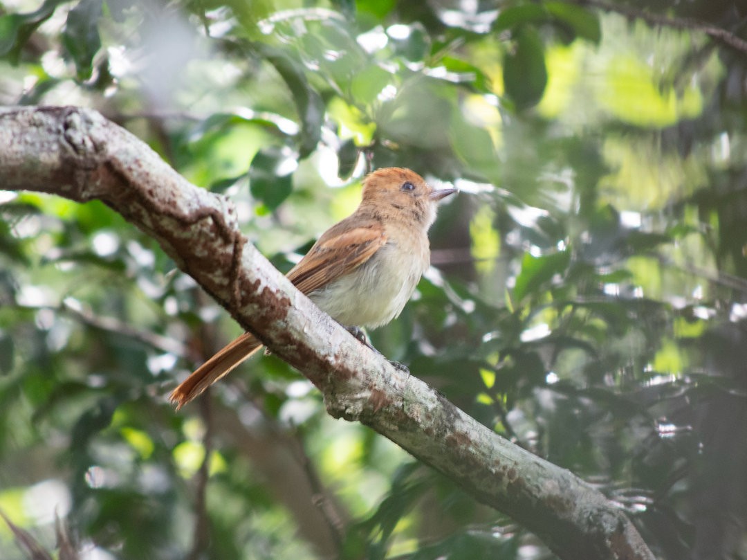 Ash-throated Casiornis - ML636661655