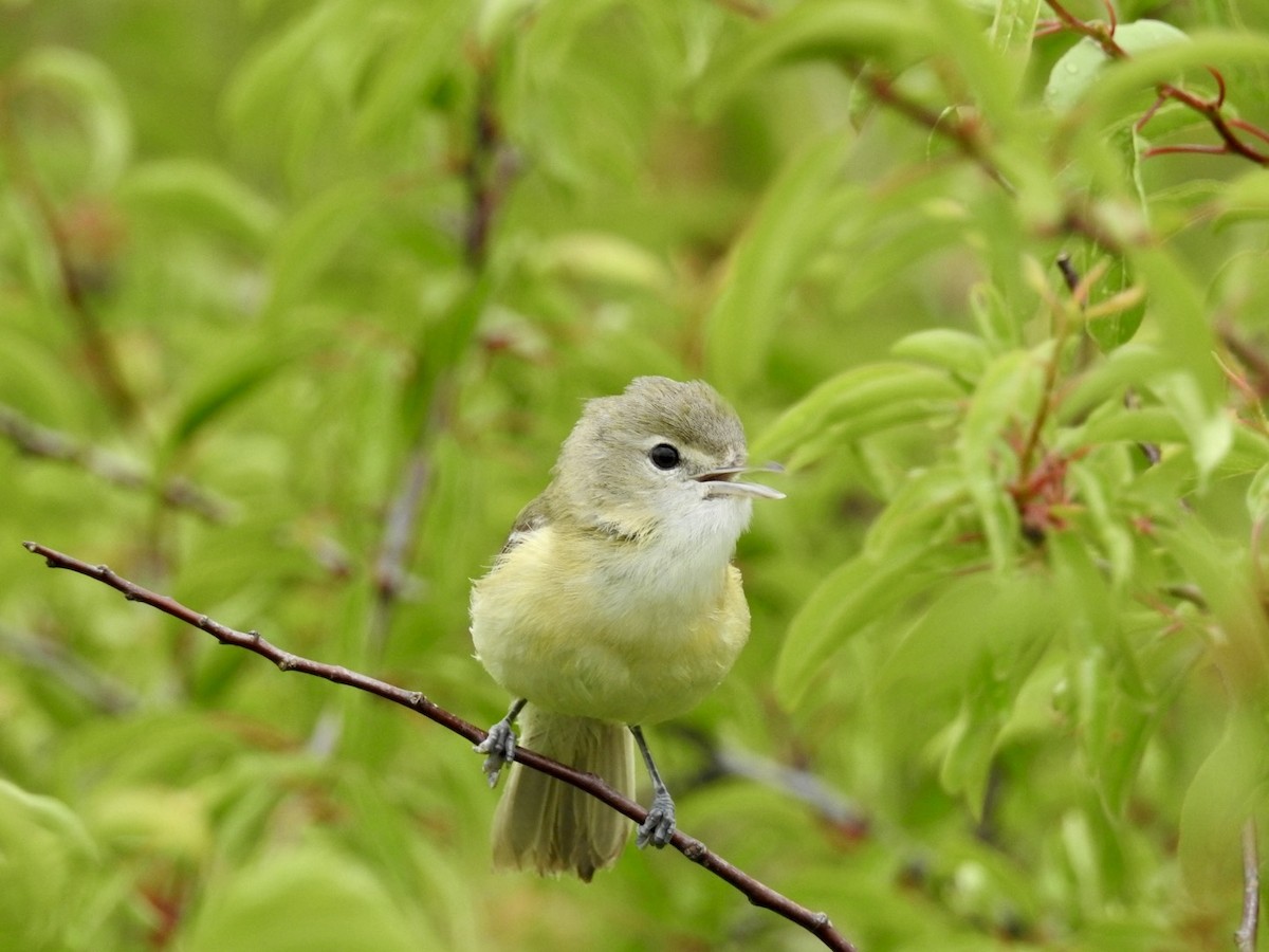 Bell's Vireo - ML636661713