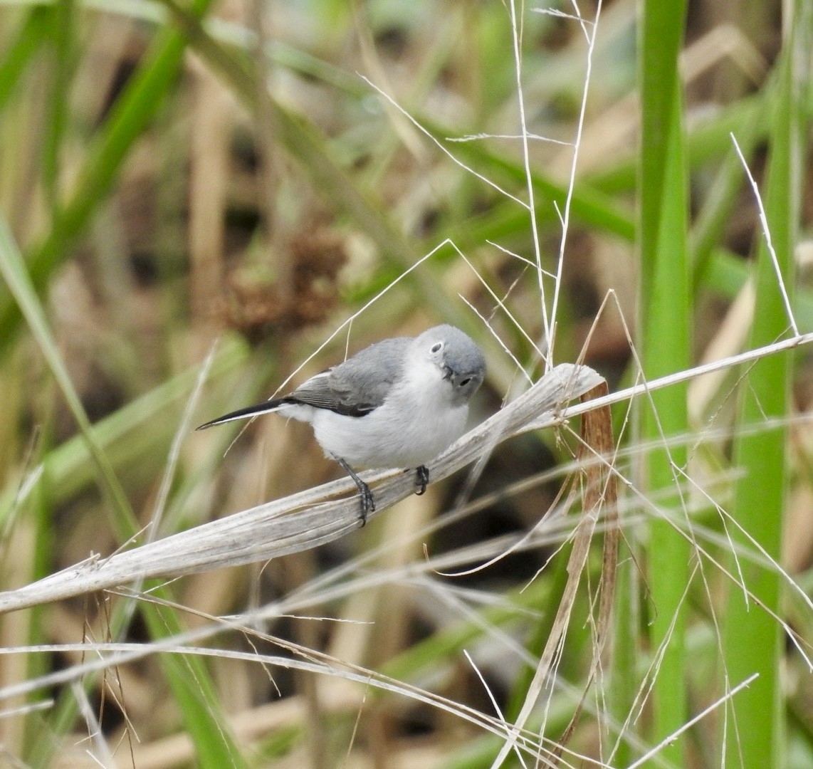 Blue-gray Gnatcatcher - ML636661734