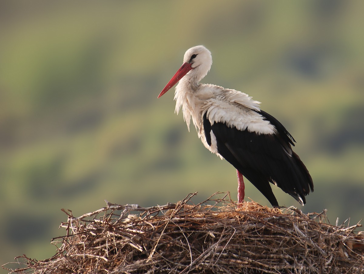 White Stork - ML636661844
