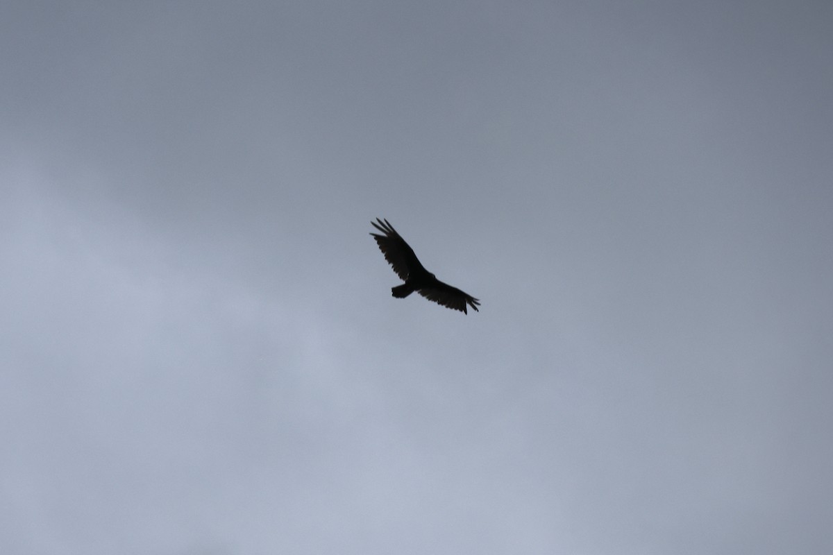 Turkey Vulture - ML636661895