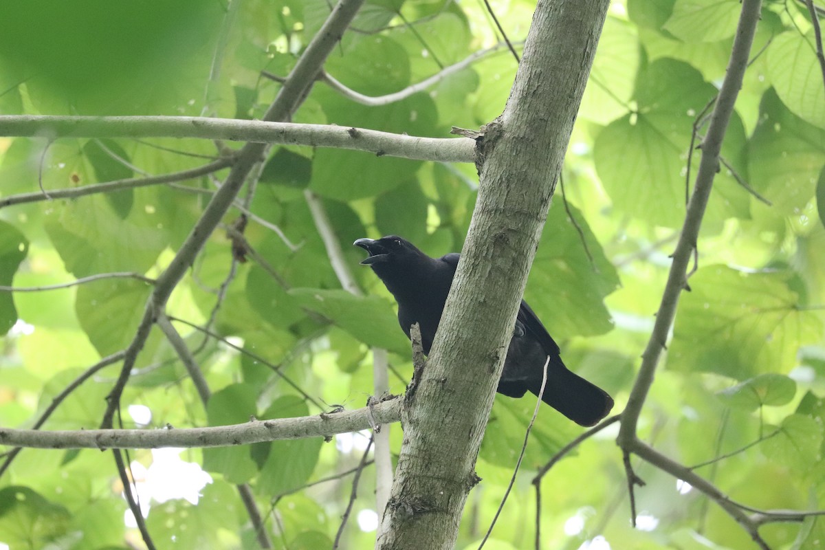 Palawan Crow - ML636661905