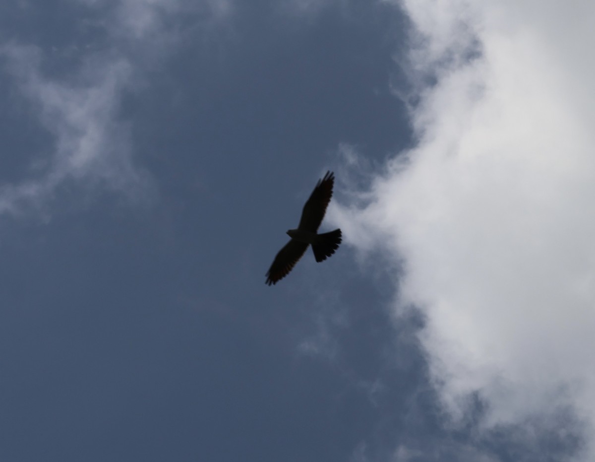 Mississippi Kite - ML636661913