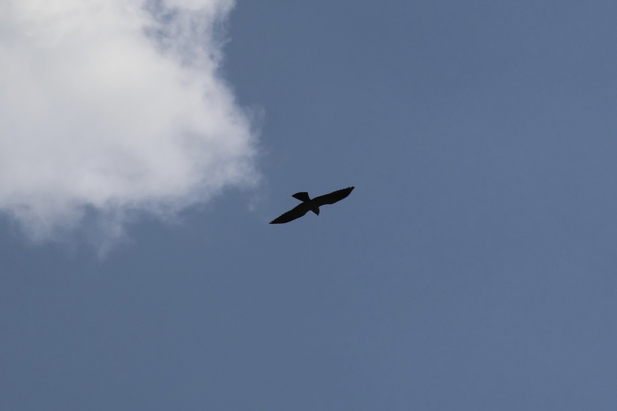 Mississippi Kite - ML636661914