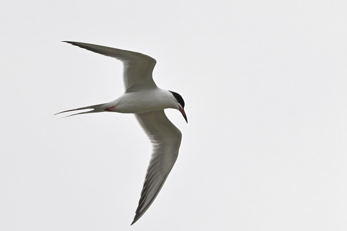 Forster's Tern - ML636661940