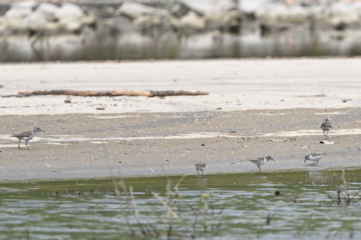 Least Sandpiper - ML636662002