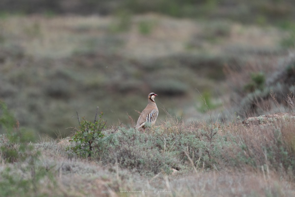 Przevalski's Partridge - ML636662023