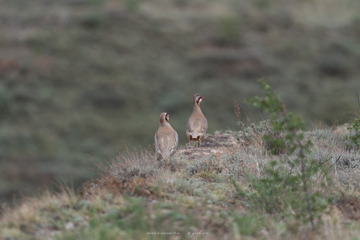 Przevalski's Partridge - ML636662024