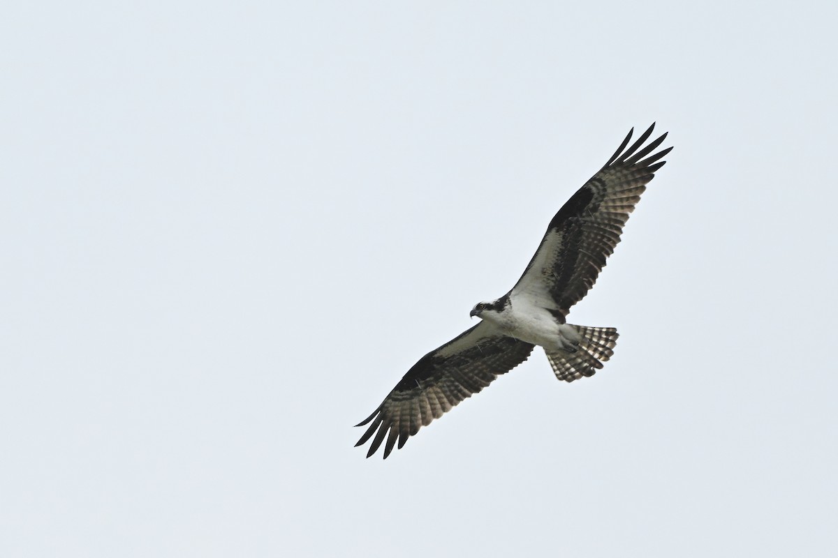Osprey (American) - ML636662055