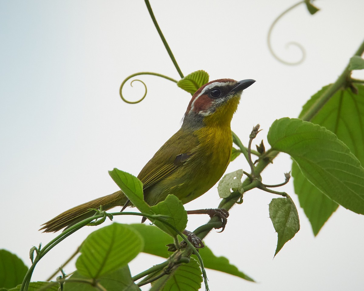 Rufous-capped Warbler (salvini) - ML636662130