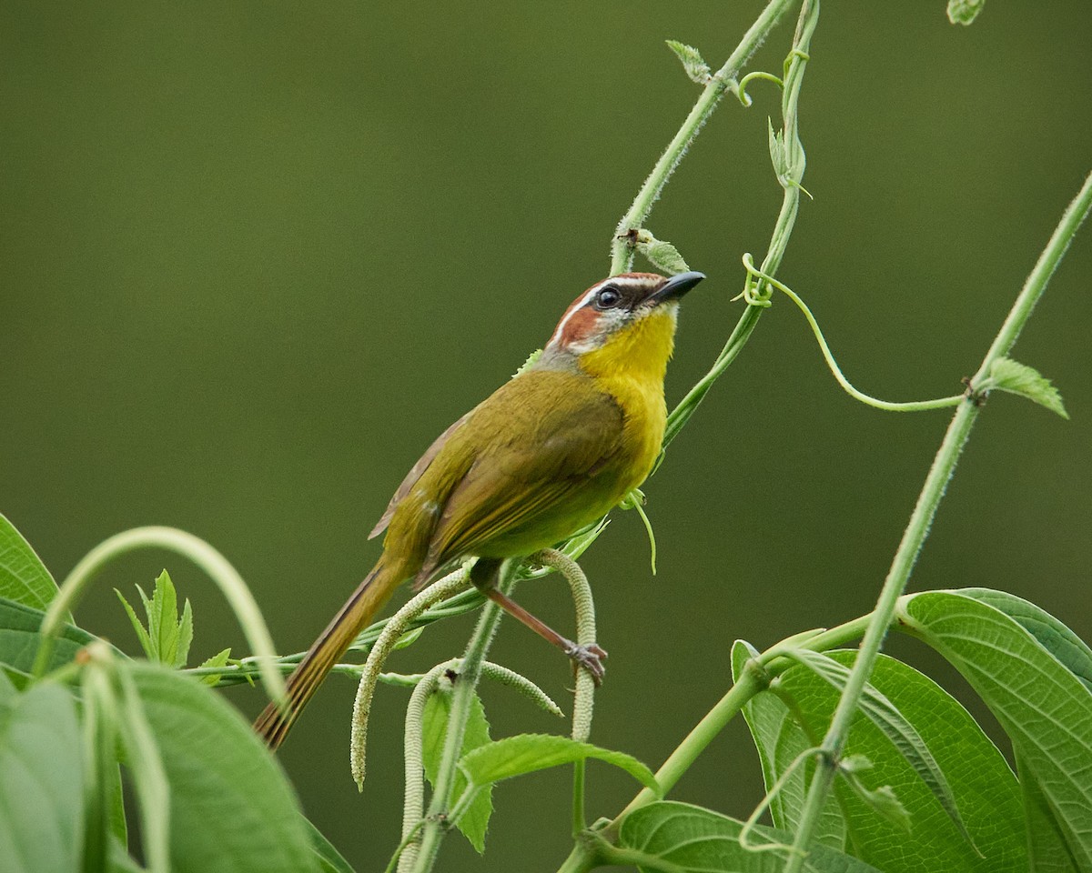 Rufous-capped Warbler (salvini) - ML636662134