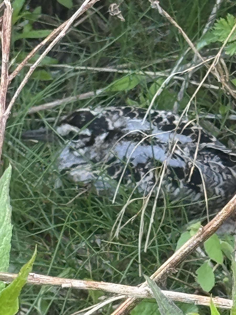 American Woodcock - ML636662219