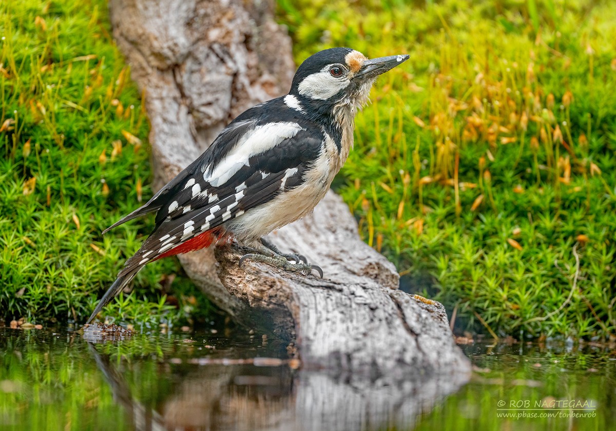 アカゲラ - ML636662342