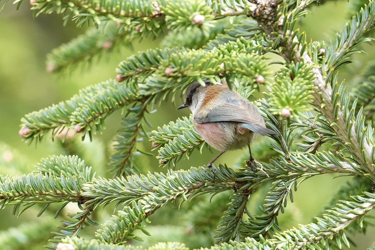Crested Tit-Warbler - ML636662406