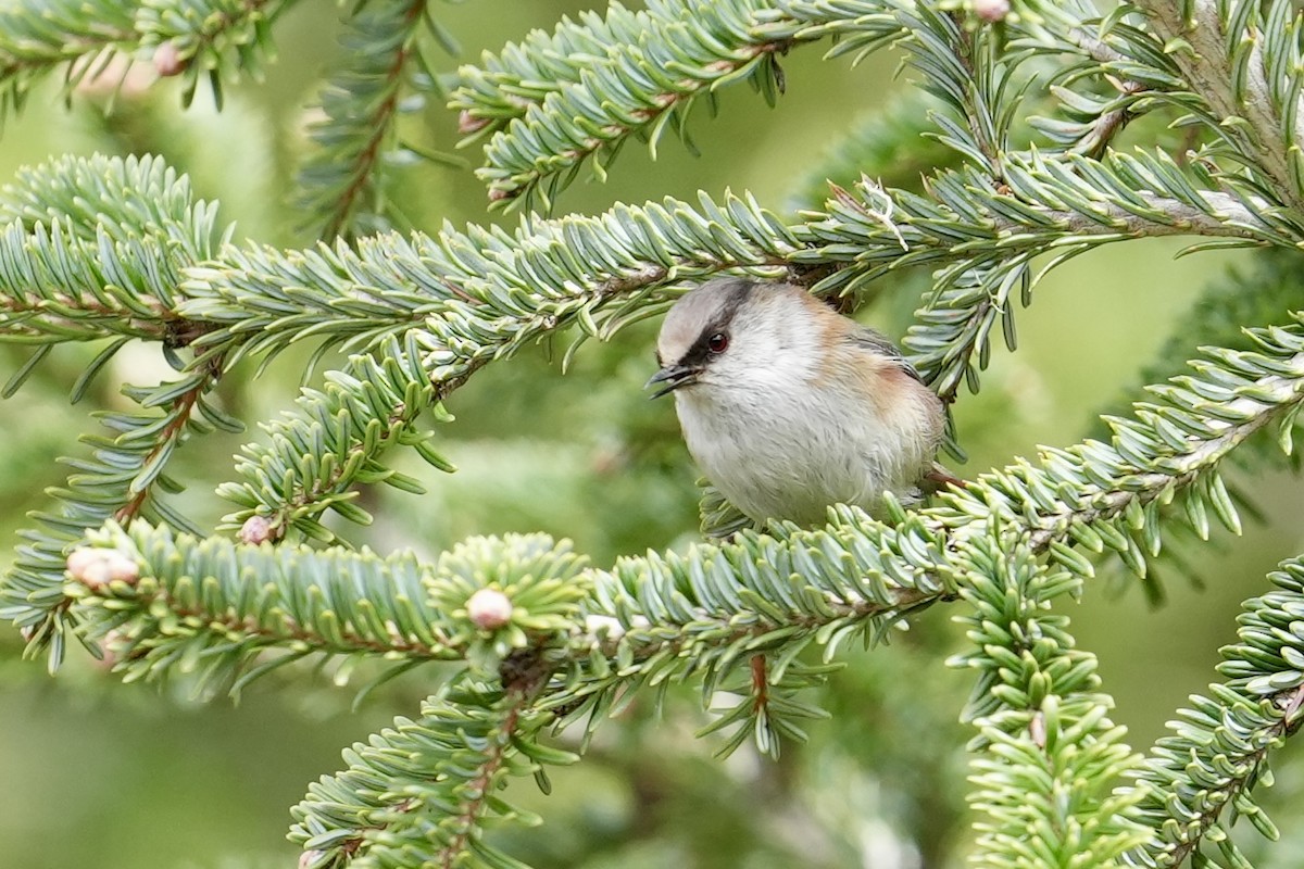 Crested Tit-Warbler - ML636662407