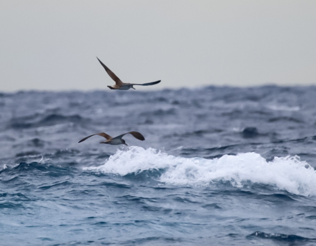 Cory's Shearwater - ML636662548