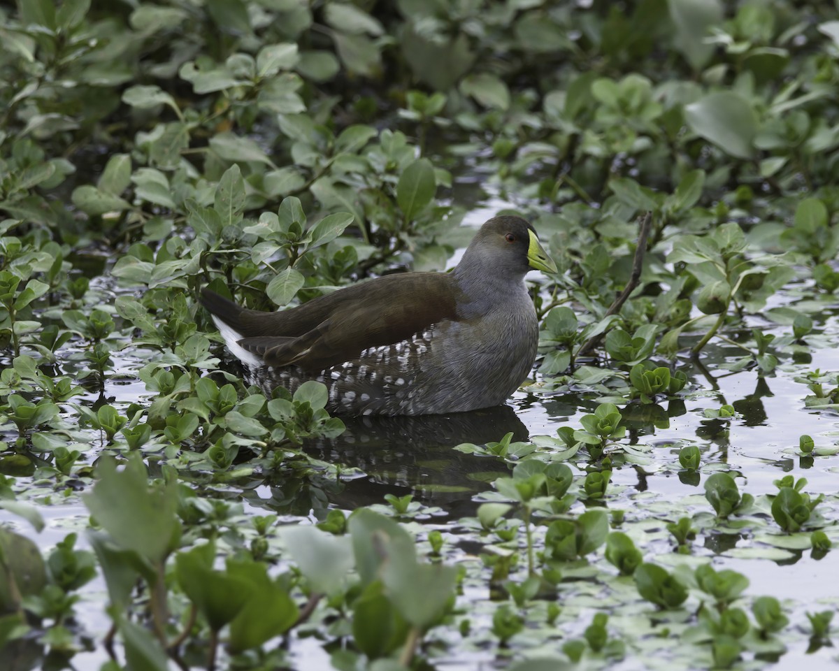 Spot-flanked Gallinule - ML636662592